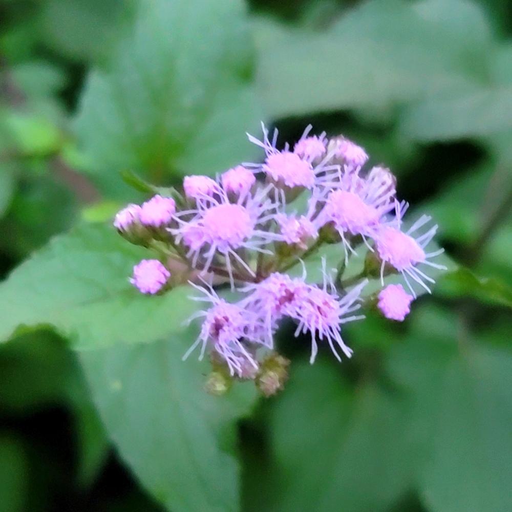 Blue Purple Mist Flower